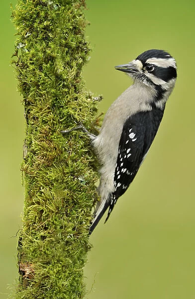 Downy Woodpecker (Dryobates pubescens) female, British Columbia, Canada