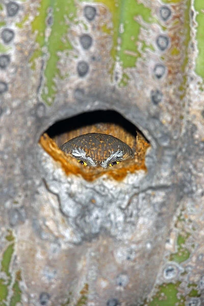 Elf Owl (Micrathene whitneyi) peering from nest hole in Saguaro cactus (Carnegiea gigantea)