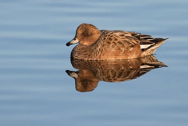 Eurasian Wigeon (Anas penelope) female resting on the water, polder Arkemheen, The