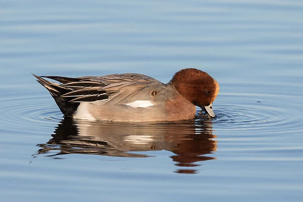 Eurasian Wigeon (Anas penelope) foraging in the water, polder Arkemheen, The Netherlands