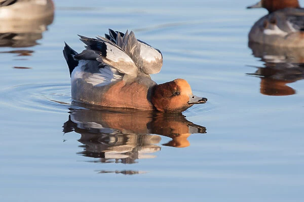 Eurasian Wigeon (Anas penelope) stretching its wings, polder Arkemheen, The Netherlands