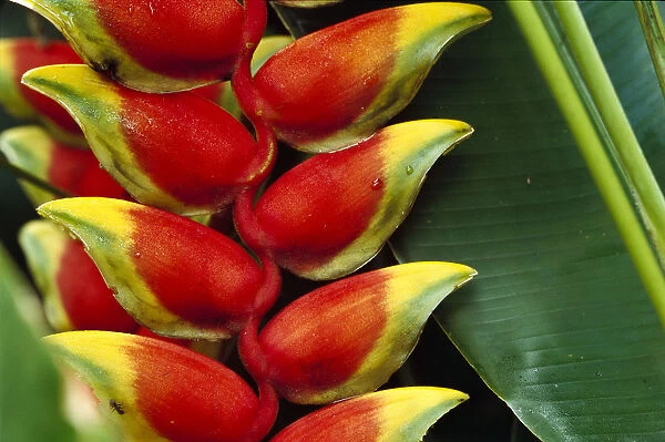 Hanging Heliconia (Heliconia rostrata) close-up, Belize