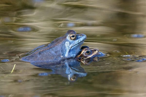 Moor Frog (Rana arvalis) pair in amplexus, Bavaria, Germany