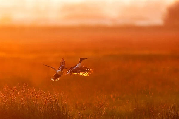 Two Northern Shoveler (Spatula clypeata) males flying over grassland at sunset, fighting over territory, Augustinusga, Friesland, The Netherlands - Honorable Mention in the Birds category of the Groene Camera 2022 photo contest
