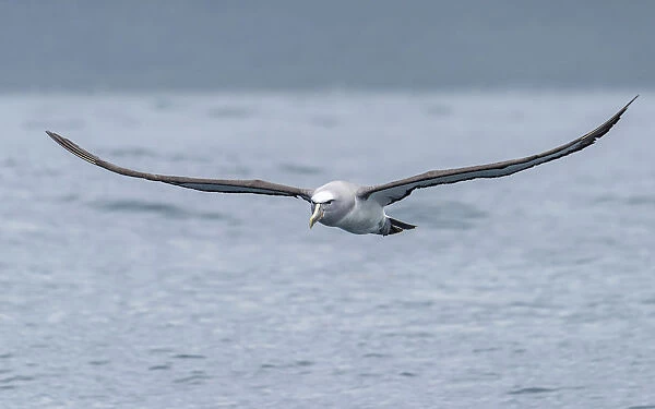 Salvins Albatross (Thalassarche salvini) flying near the coast above the ocean