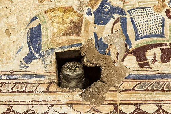 Spotted Owlet (Athena brama) peering through a hole in a wall covered with a mural