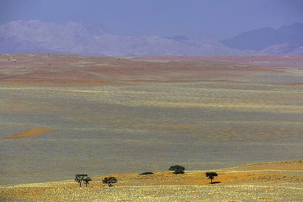 trees standing on the hill, Namibia