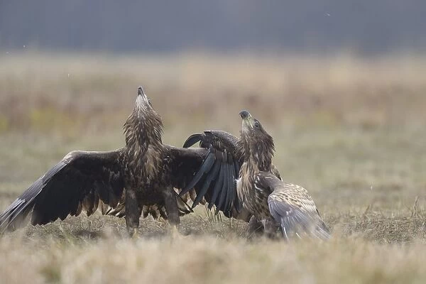 Two White-tailed Eagles (Haliaeetus albicilla) intimidating each other, while perching