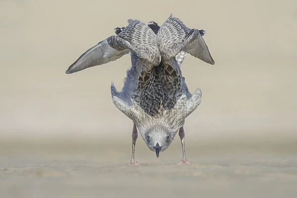 Young Herring Gull (Larus argentatus) behaves like a yoga instructor, The Netherlands