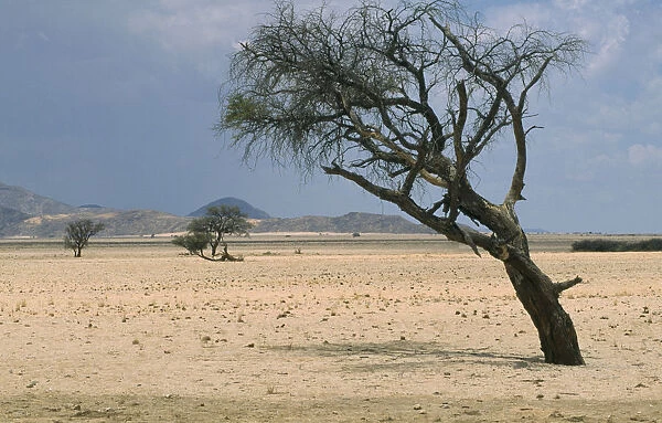 acacia erioloba, camel thorn
