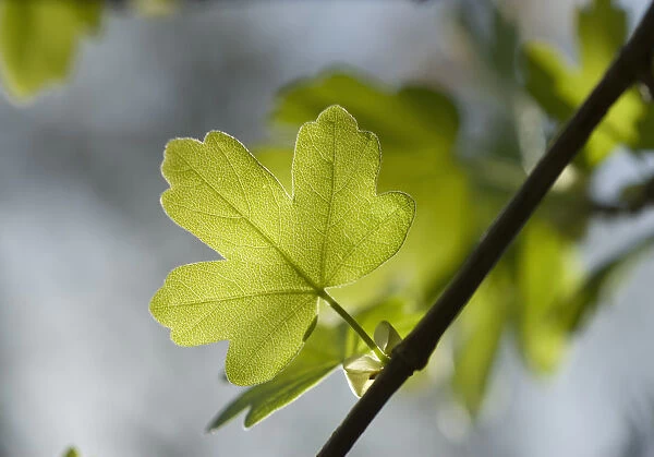 acer campestre, maple, field maple
