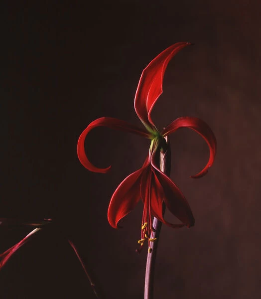AKU_0038. Sprekelia formosissima. Jacobean lily. Red subject