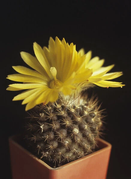 AKU_0149. Parodia formosa. Cactus. Yellow subject