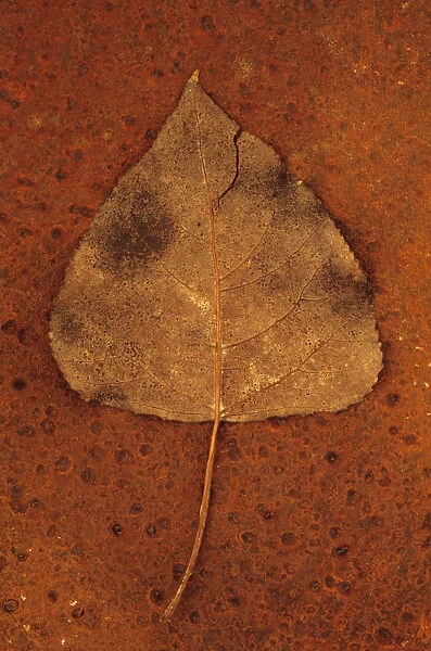 Black poplar, Populus nigra. Studio shot of brown and splitting autumn leaf lying