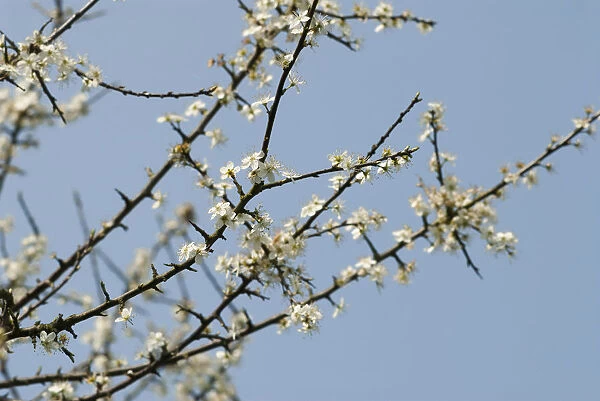 Blackthorn, Sloe, Prunus spinosa