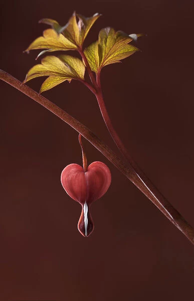 Bleeding heart, Dicentra spectabilis Valentine, A dark red stem bearing grey-green