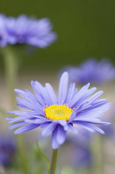 Blue alpine daisy, Aster alpinus