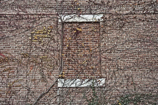 Boston ivy, Parthenocissus tricuspidata