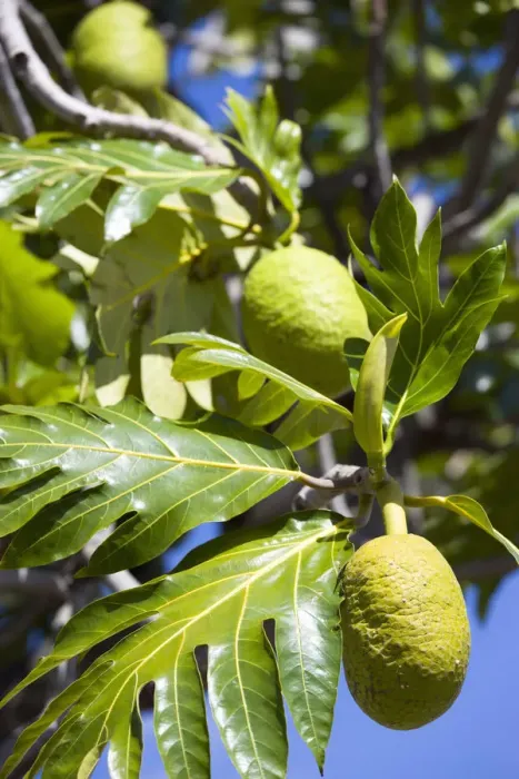 Framed Print : Breadfruit Print - West Indies Tree Fruit