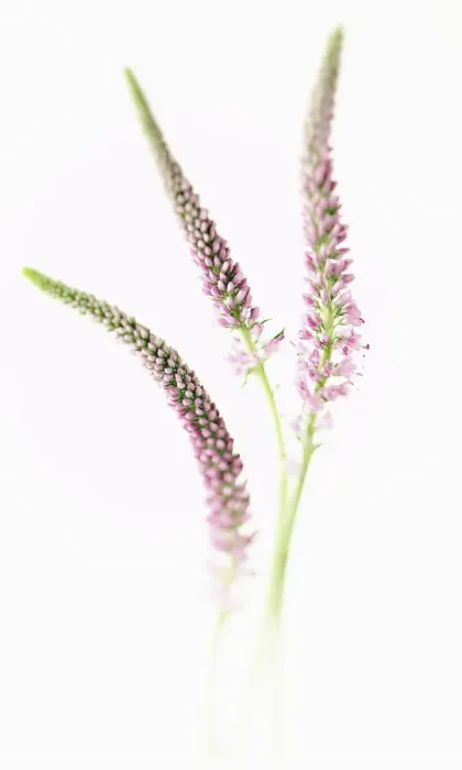 Framed Print : Buddleja Buddleja Print - Cut Flower Stem Composition Framed Print : Buddleja Buddleja Print - Cut Flower Stem Composition