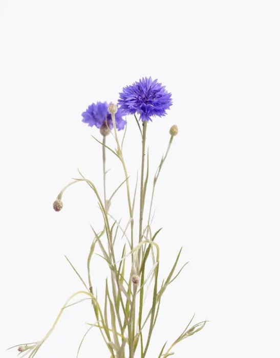 Framed Print : Cornflower Print - Centaurea cyanus Framed Print : Cornflower Print - Centaurea cyanus