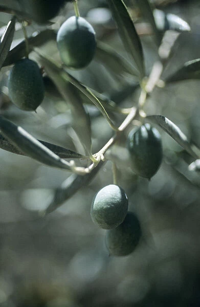 CGS_0018. Olea europea. Olive. Green subject