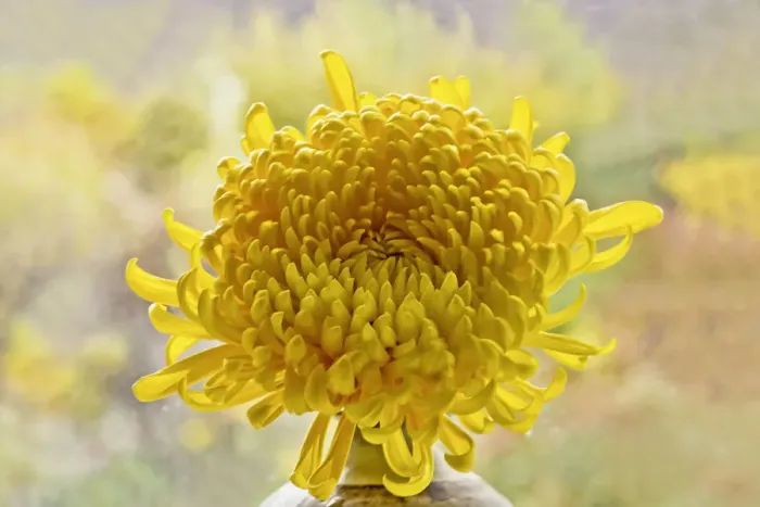 Framed Print : Chrysanthemum Print 0464