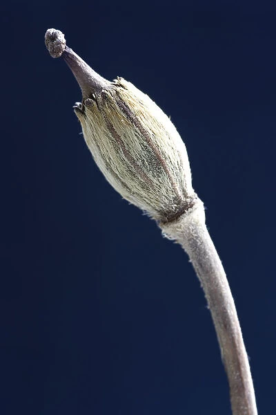 CL_0151. Meconopsis napaulensis. Seedhead