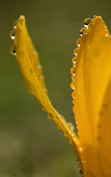 Crocus close up showing orange petals edged with raindrops