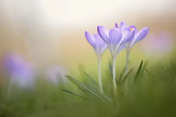 Framed Print : Crocus Print - Small Purple Flowers