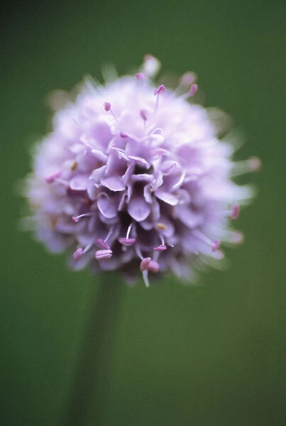 CS_1310. Scabiosa australis. Flower. One
