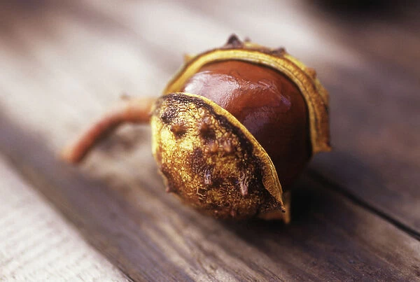 CS_2392. Aesculus hippocastanum. Horse chestnut  /  conker. Brown subject