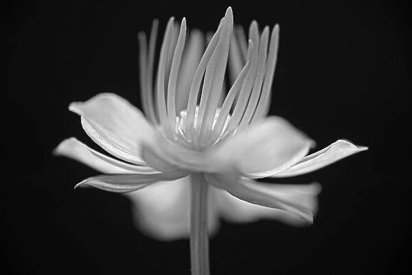 Globeflower, Trollius chinensis