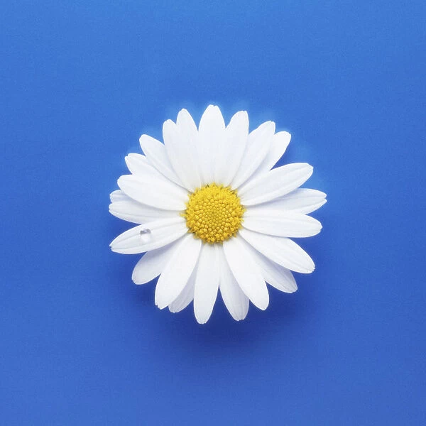 GO_0183. Leucanthemum vulgare. Daisy - Ox-eye daisy. White subject. Blue b / g
