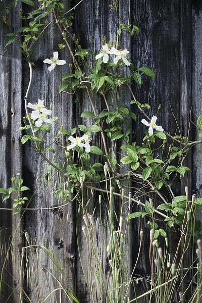 GP_0347. Clematis montana. Clematis. White subject. Brown b / g