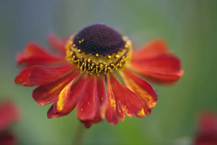 Framed Print : Dark Red Helenium Print Framed Print : Dark Red Helenium Print