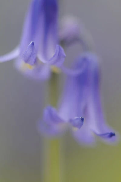 hyacinthoides non-scripta, bluebell, english bluebell