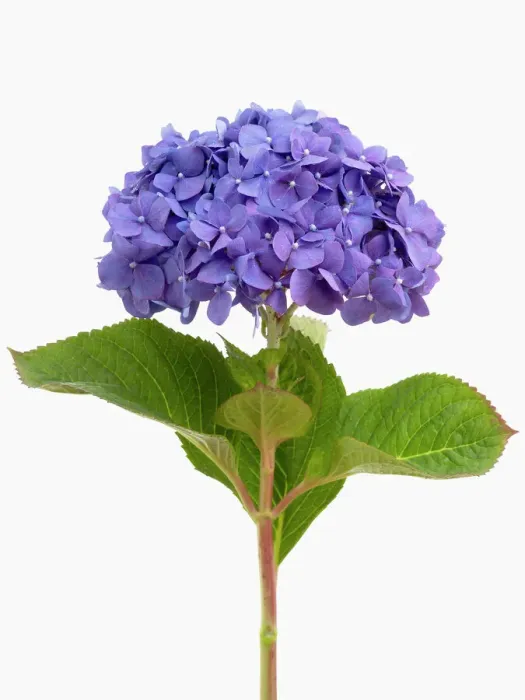 Framed Print : Hydrangea macrophylla Diamond Blue Print Framed Print : Hydrangea macrophylla Diamond Blue Print