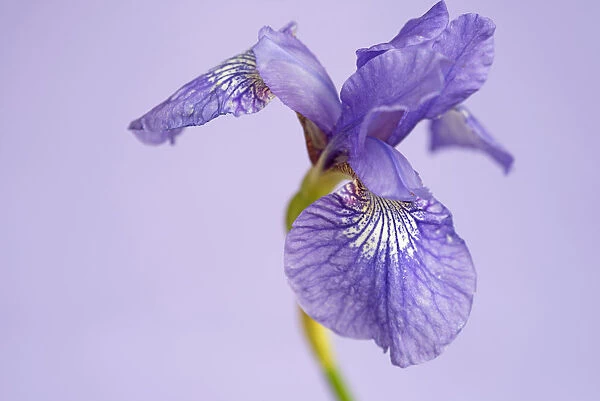 Iris, Iris sibirica Sparkling rose