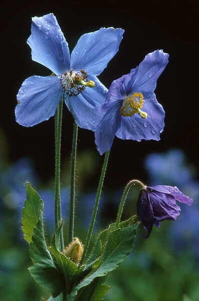 JCB_38. Meconopsis grandis. Himalayan blue poppy. Blue subject