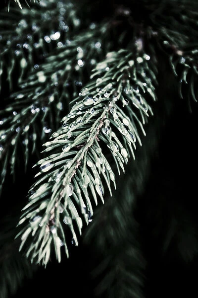 JM_0093. Pinus  /  Abies  /  Picea - variety not identified