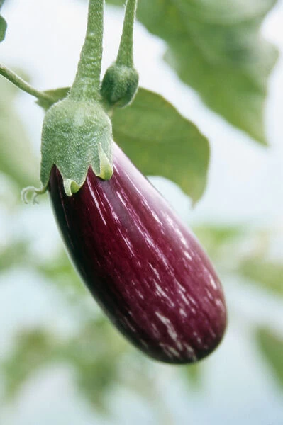 JMC_FV25. Solanum melongena. Aubergine. Purple subject