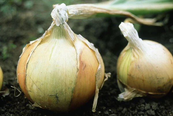 JMC_FV29. Allium cepa. Onion