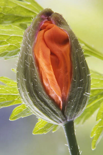 JN_0118. Meconopsis cambrica. Poppy - Welsh poppy. Orange subject