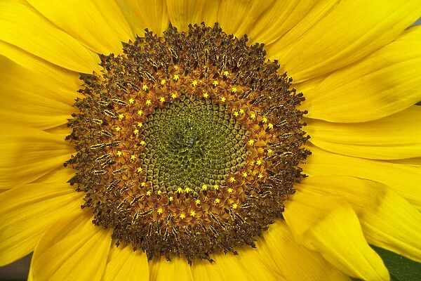 JN_0156. Helianthus annuus Russian Giant. Sunflower. Yellow subject