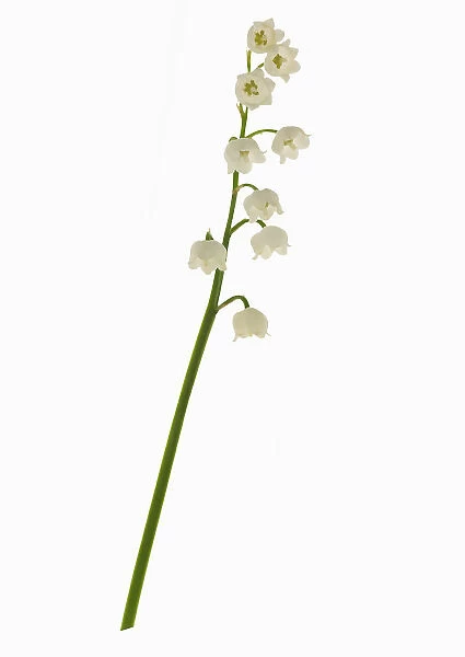 lily-of-the-valley, convallaria majalis