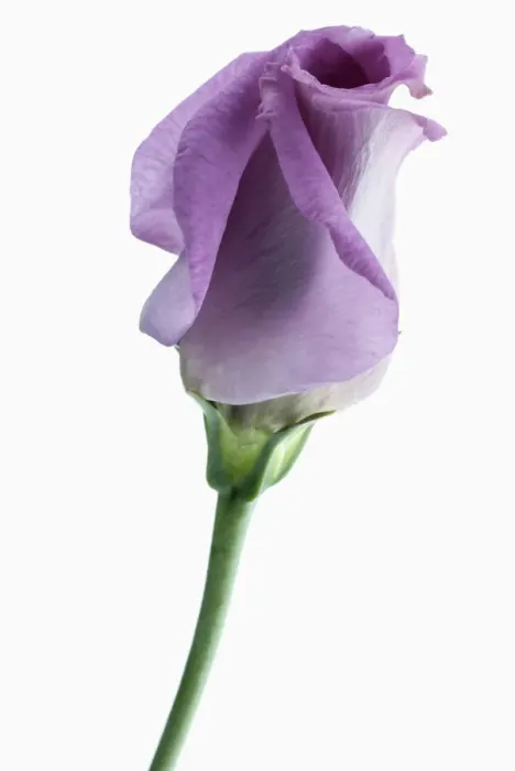 Framed Print : Lisianthus Eustoma Print, Part Open Framed Print : Lisianthus Eustoma Print, Part Open