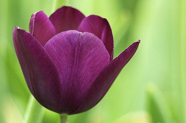 MAM_0101. Tulipa Negrita. Tulip. Purple subject. Green b / g