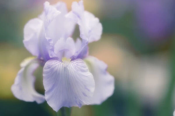 MAM_0253. Iris germanica. Iris - Bearded iris. Mauve subject