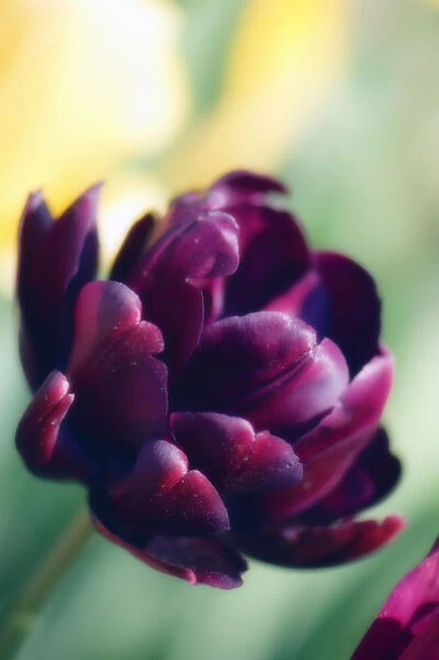 MAM_0721. Tulipa Black hero. Tulip. Black subject